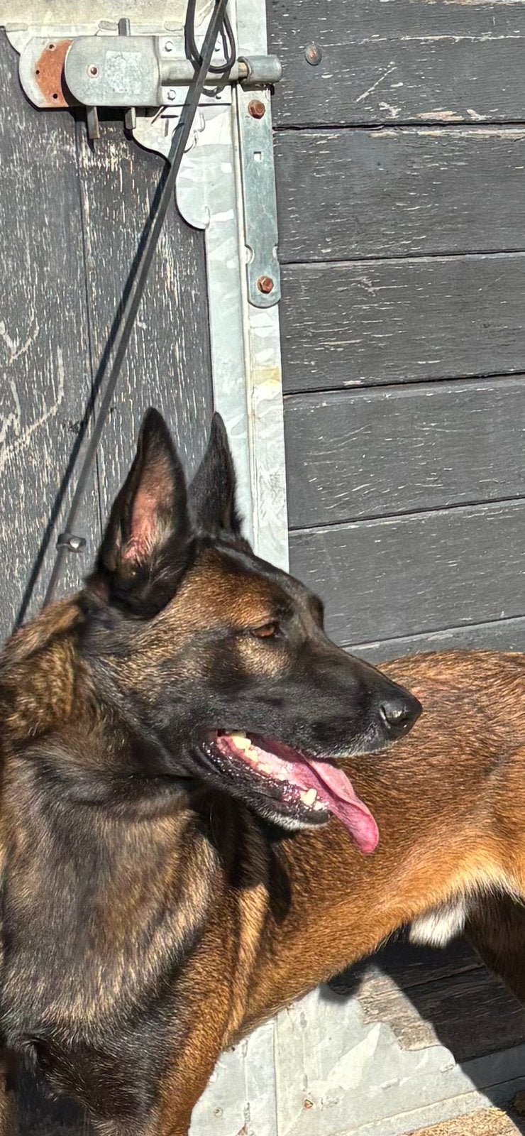 Mechelse Herder reu, Dieren en Toebehoren, Nederland, Reu, CDV (hondenziekte), Eén hond