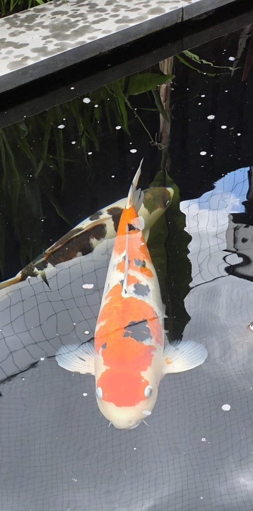 Te koop:  Sanke – Ogata | €300, Dieren en Toebehoren, Vissen | Vijvervissen, Karper of Koi