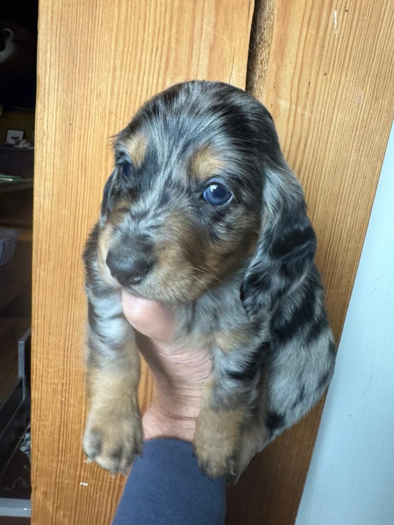 langhaar  teckel pup black merle reu 2000€, Dieren en Toebehoren, Nederland, Parvo, 8 tot 15 weken, Dwerg