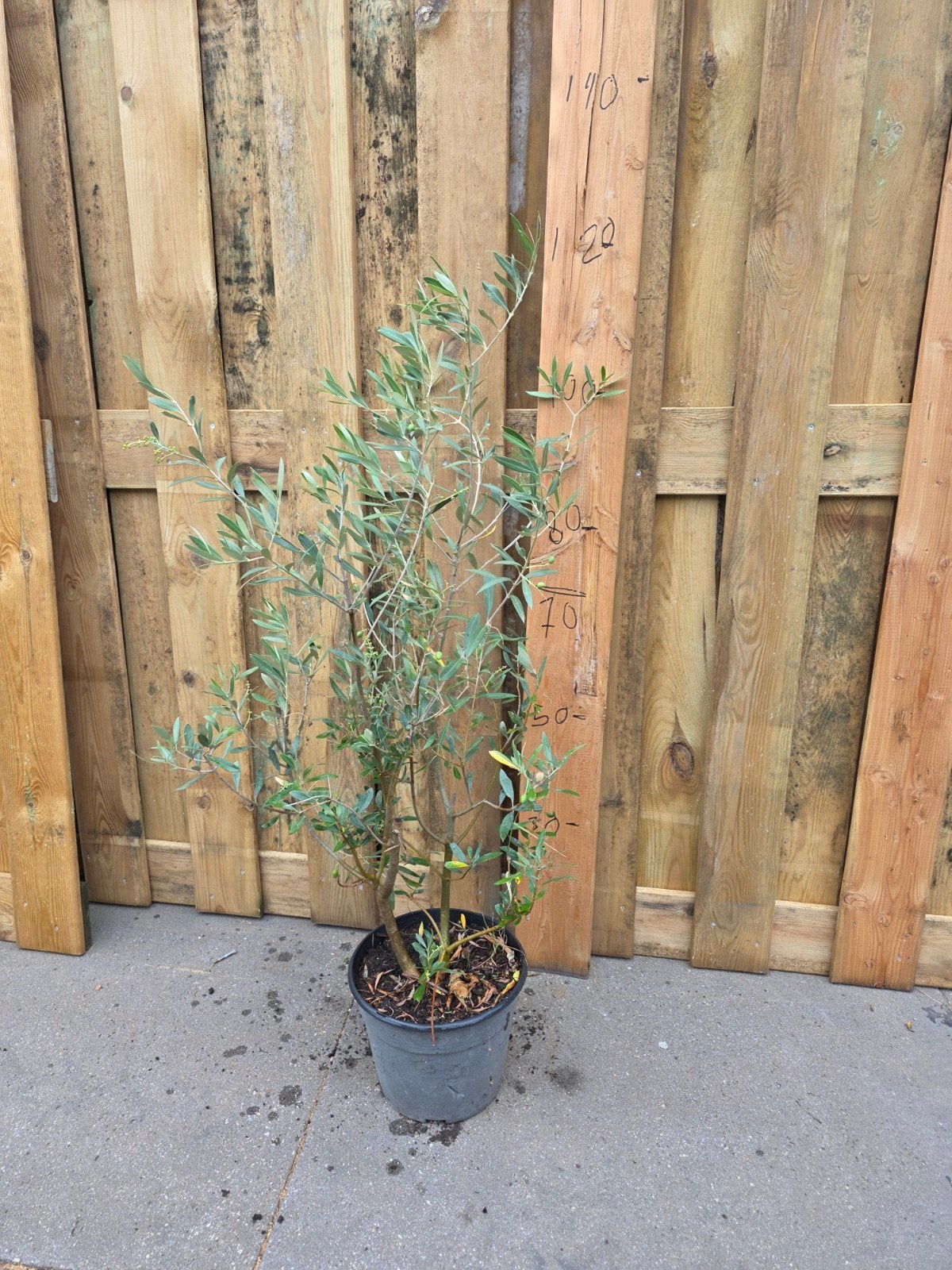 Olijfboom in pot - Jonge Olijfplant, Overige soorten, Volle zon, Vaste plant, Ophalen of Verzenden