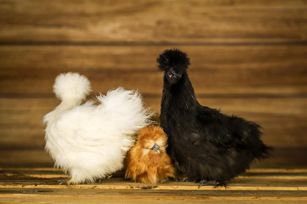 Zijdehoender kriel | Vriendelijke kippen | Passend advies, Dieren en Toebehoren, Pluimvee, Meerdere dieren, Kip