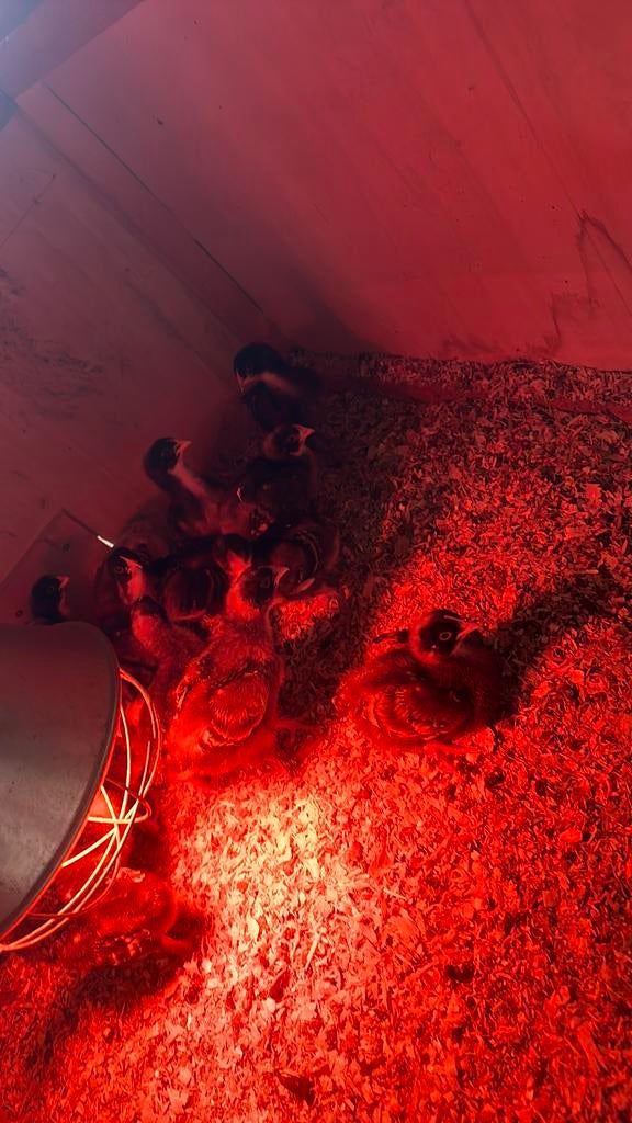 Mechelse koekkoek, Meerdere dieren, Kip