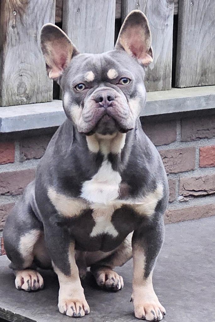 franse bulldog dekreu, Parvo, Reu, 1 tot 2 jaar, Meerdere