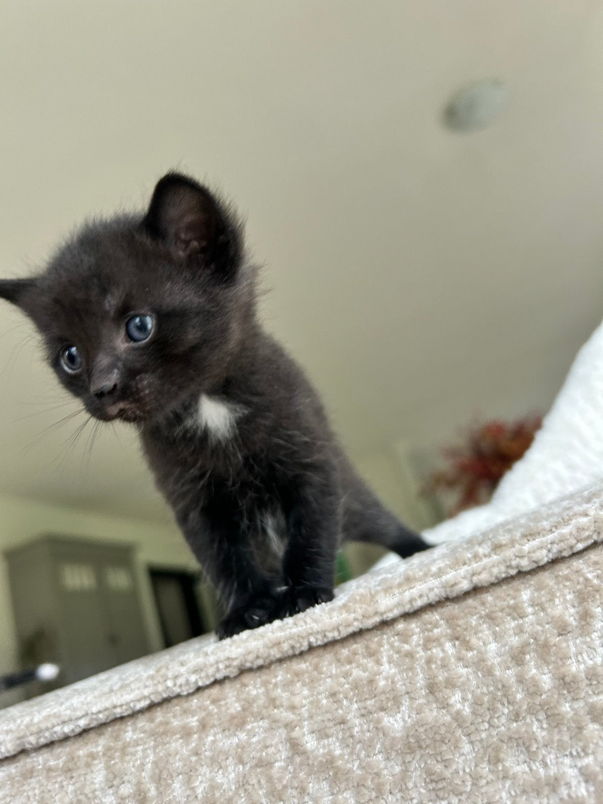 Mooie boerderijkittens (nog 1 beschikbaar), Meerdere dieren