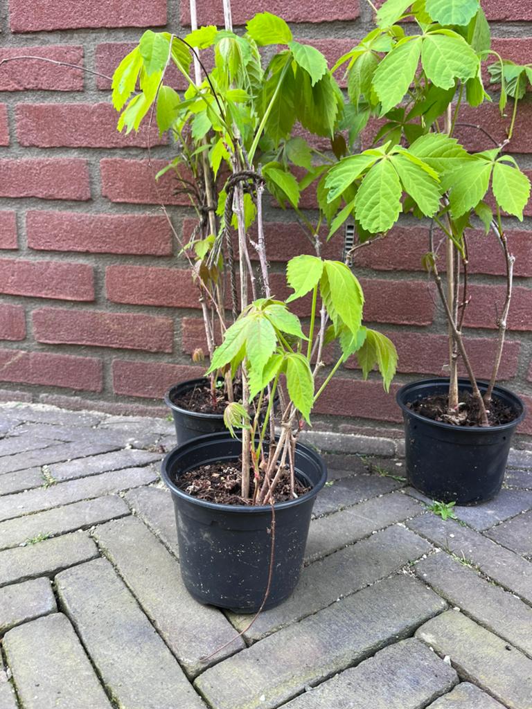 Klimplant - wilde wingerd, Ophalen, Eenjarig, Overige soorten, Volle zon