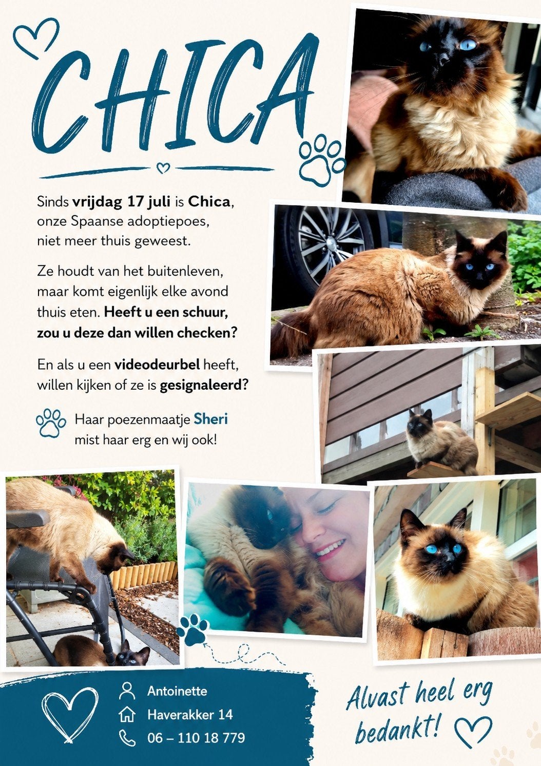 Chica vermist, Kat