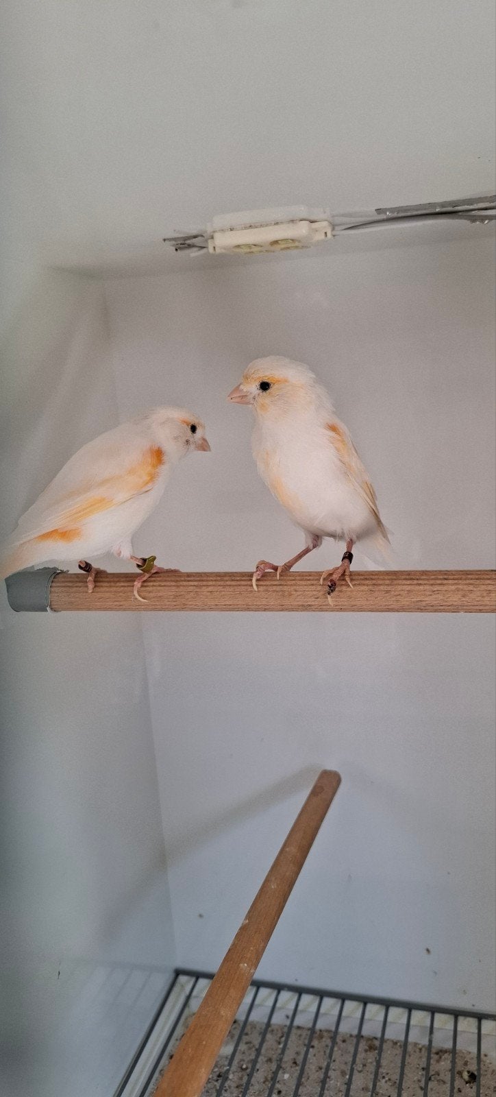 rood mozaik kanarie, Dieren en Toebehoren