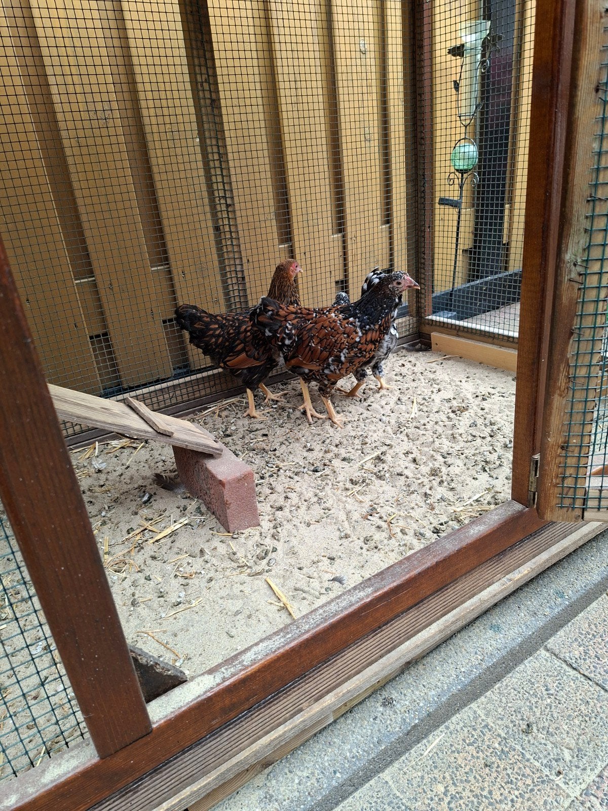 pluimvee, Dieren en Toebehoren, Pluimvee, Vrouwelijk, Kip