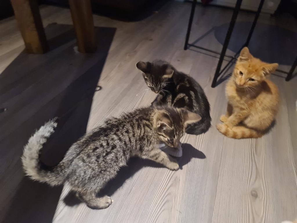 Nestje kittens Hilversum