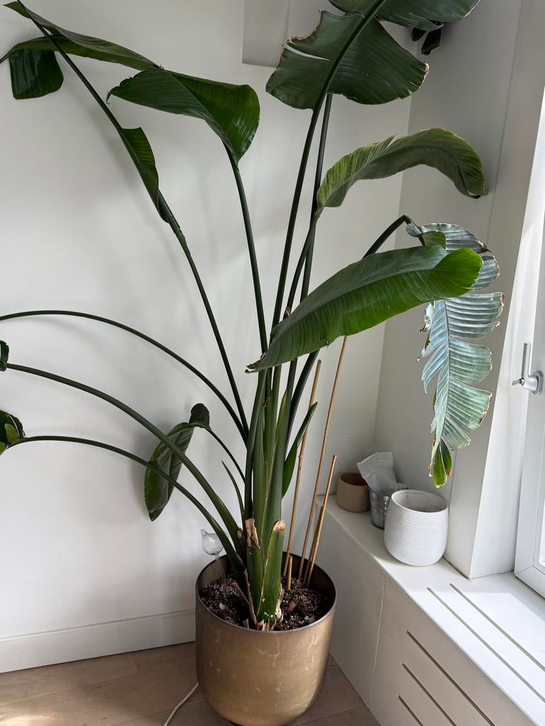 Grote Strelitzia Nicolai (Paradijsvogelplant)- pick up only, 200 cm of meer, Overige soorten, Ophalen of Verzenden, In pot