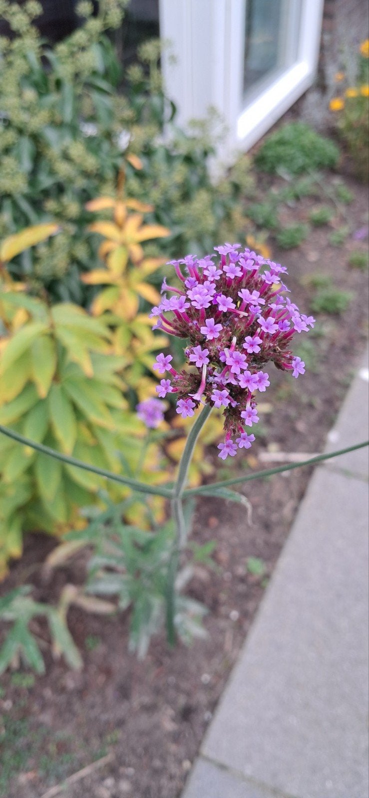 verbena bonariensis, hoge soort, Tuin en Terras, Ophalen, Overige soorten, Volle zon