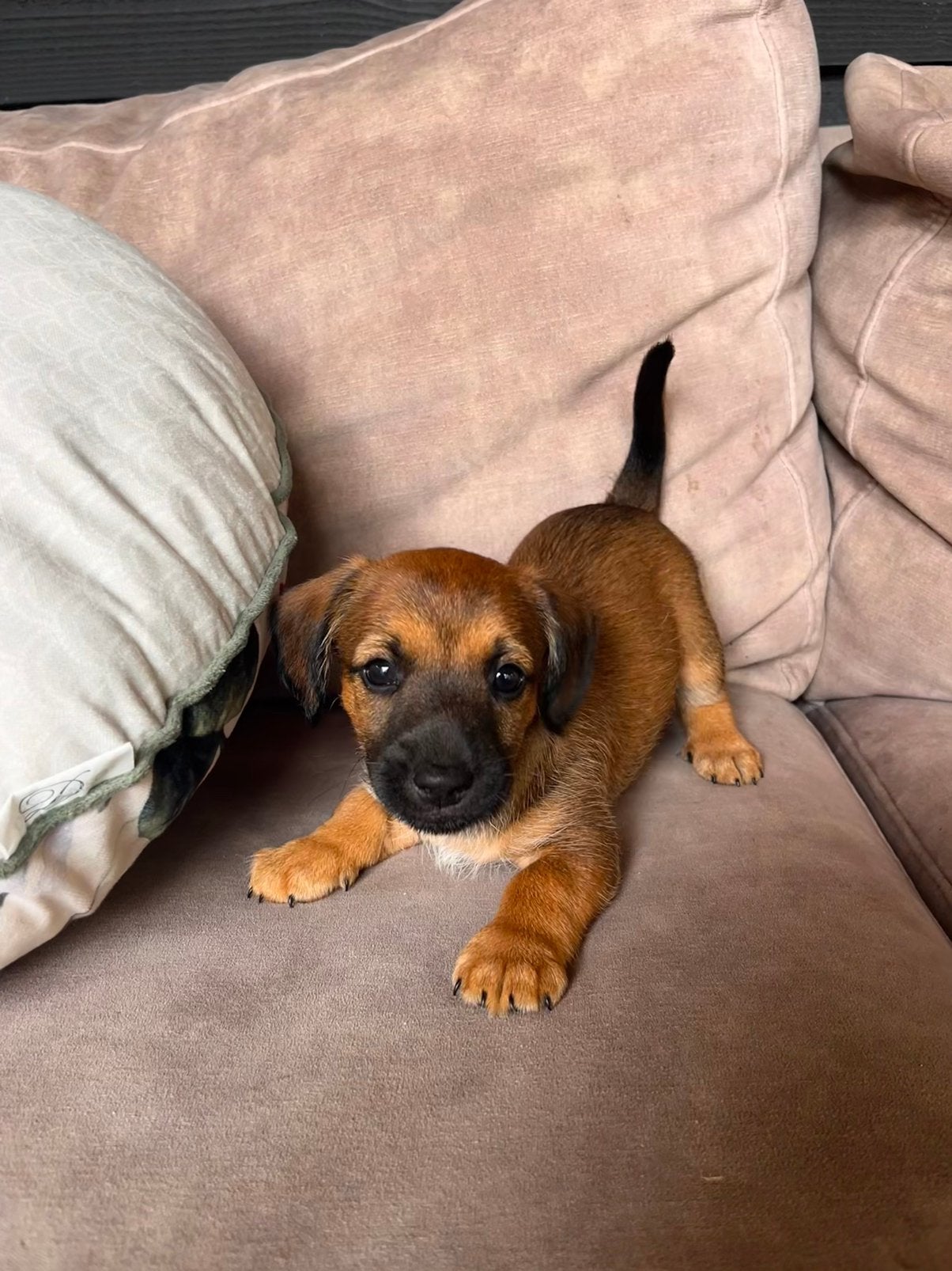 Maltipoo x Jack Russell pups, Dieren en Toebehoren, Overige rassen, 8 tot 15 weken, Parvo, Meerdere