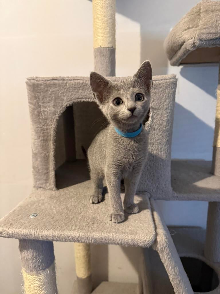 Blau Rus kittens, Dieren en Toebehoren, Katten en Kittens | Raskatten | Korthaar, Poes, 0 tot 2 jaar, Met stamboom, Gechipt, Ontwormd