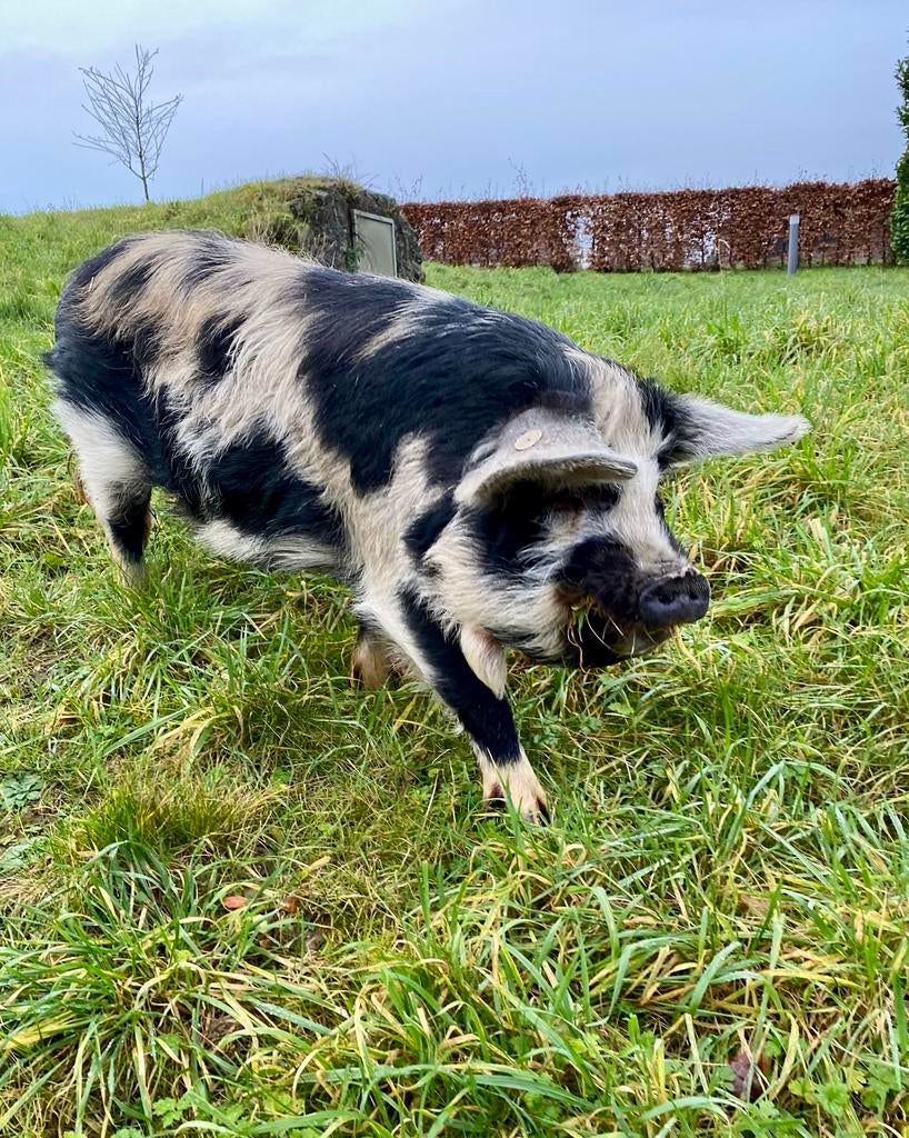 2 kune kune varkens, Meerdere dieren, Varken, 3 tot 5 jaar