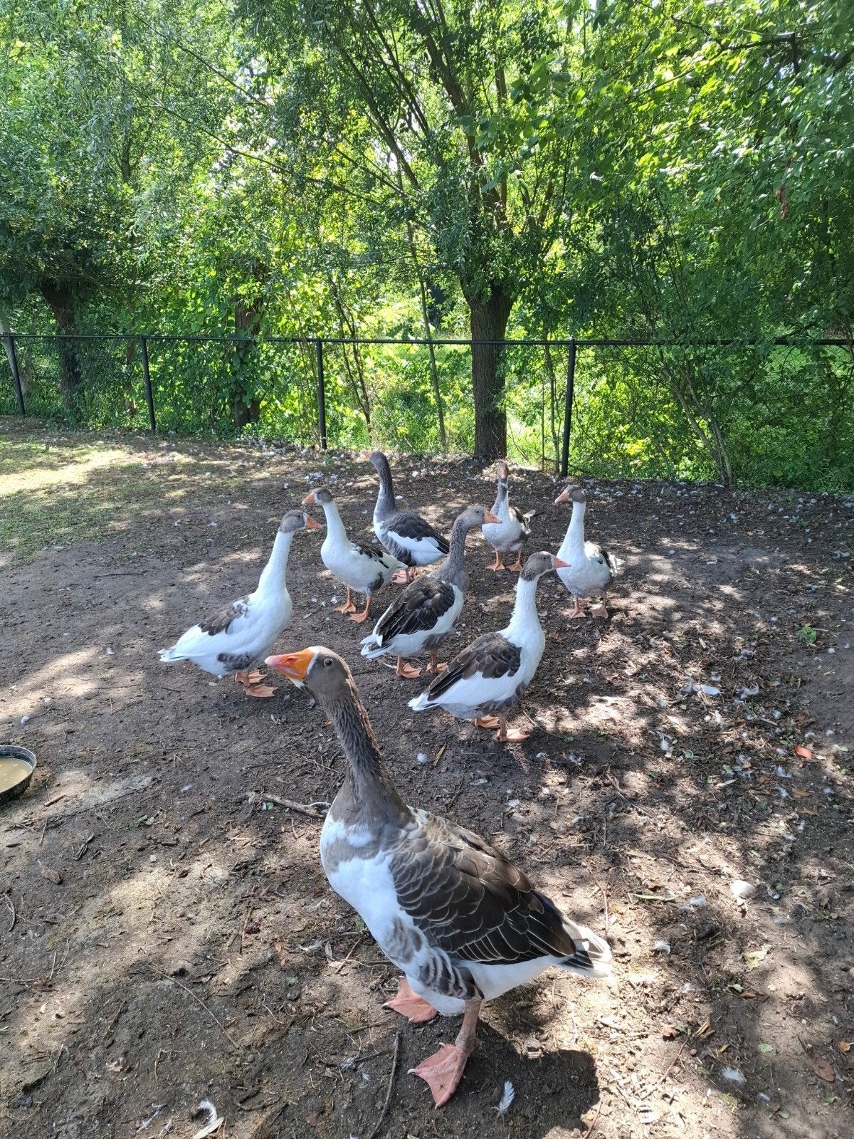 Twentse landgans, Dieren en Toebehoren, Meerdere dieren, Gans of Zwaan