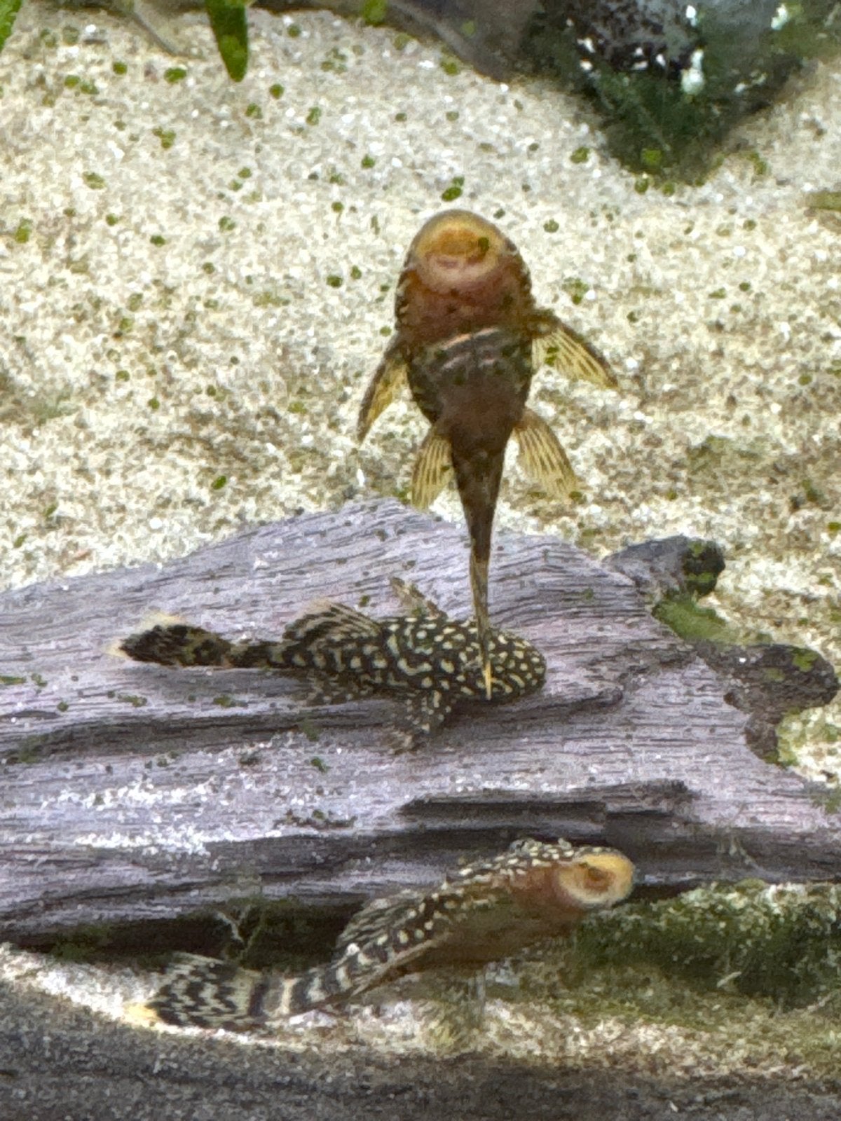 Ancistrus