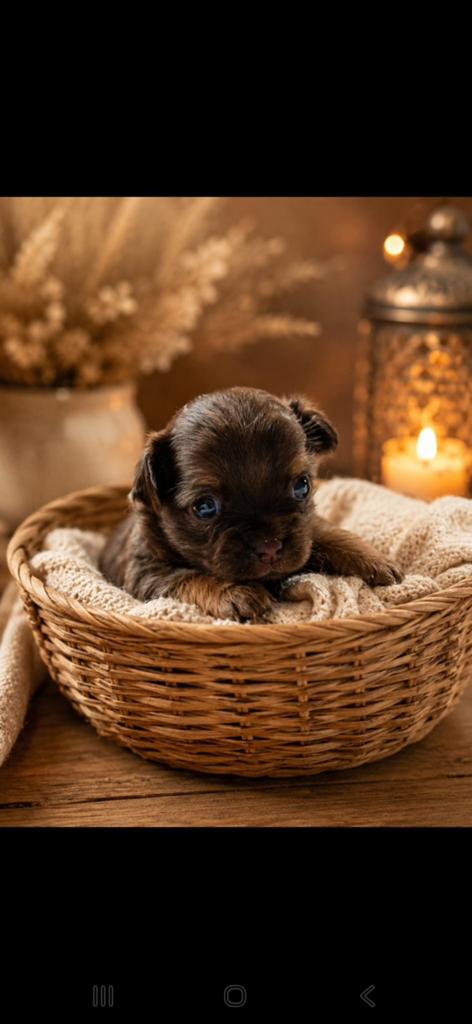 Chihuahua, Dieren en Toebehoren, Honden | Chihuahua's en Gezelschapshonden, 8 tot 15 weken, Parvo, Meerdere, Meerdere dieren