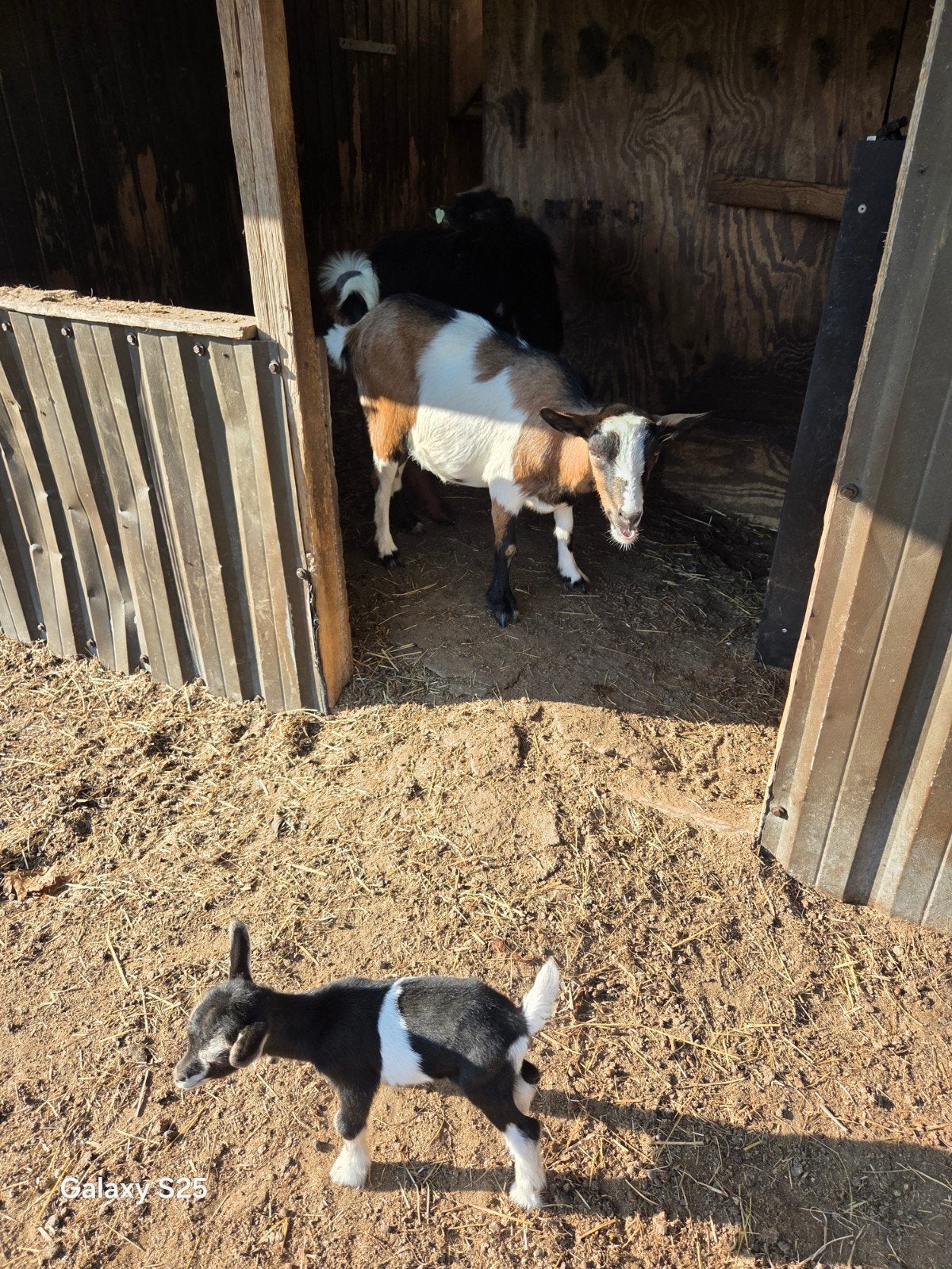 3 jarige geit met boklammetje, Meerdere dieren, Geit