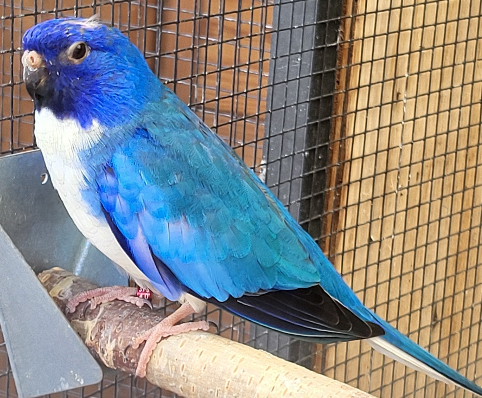 te koop: Splendid parkieten, Meerdere dieren