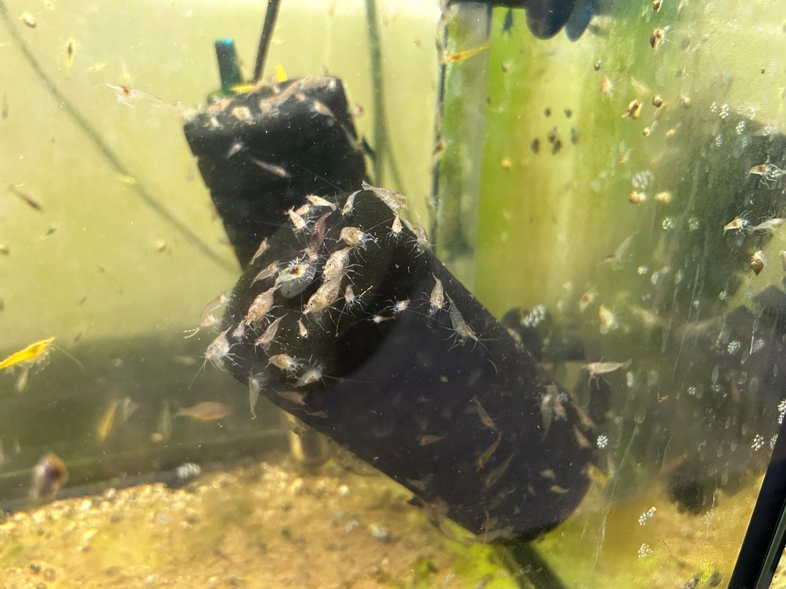 Mini japonica, Dieren en Toebehoren, Vissen | Aquariumvissen, Kreeft, Krab of Garnaal