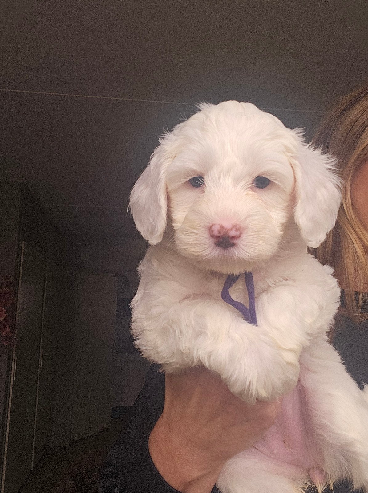Australian Labradoodle pup met Wala stamboom, Overige rassen, 8 tot 15 weken, Meerdere, Meerdere dieren