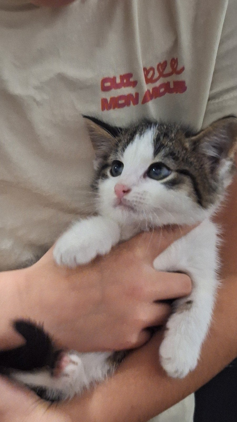 boerderijkittens, Meerdere dieren
