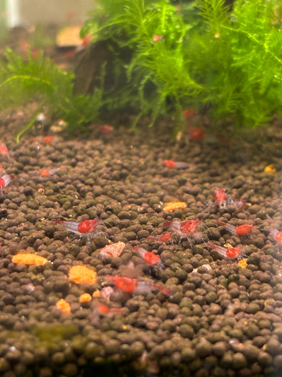 Red rilis high grade neocaridina garnalen, Kreeft, Krab of Garnaal