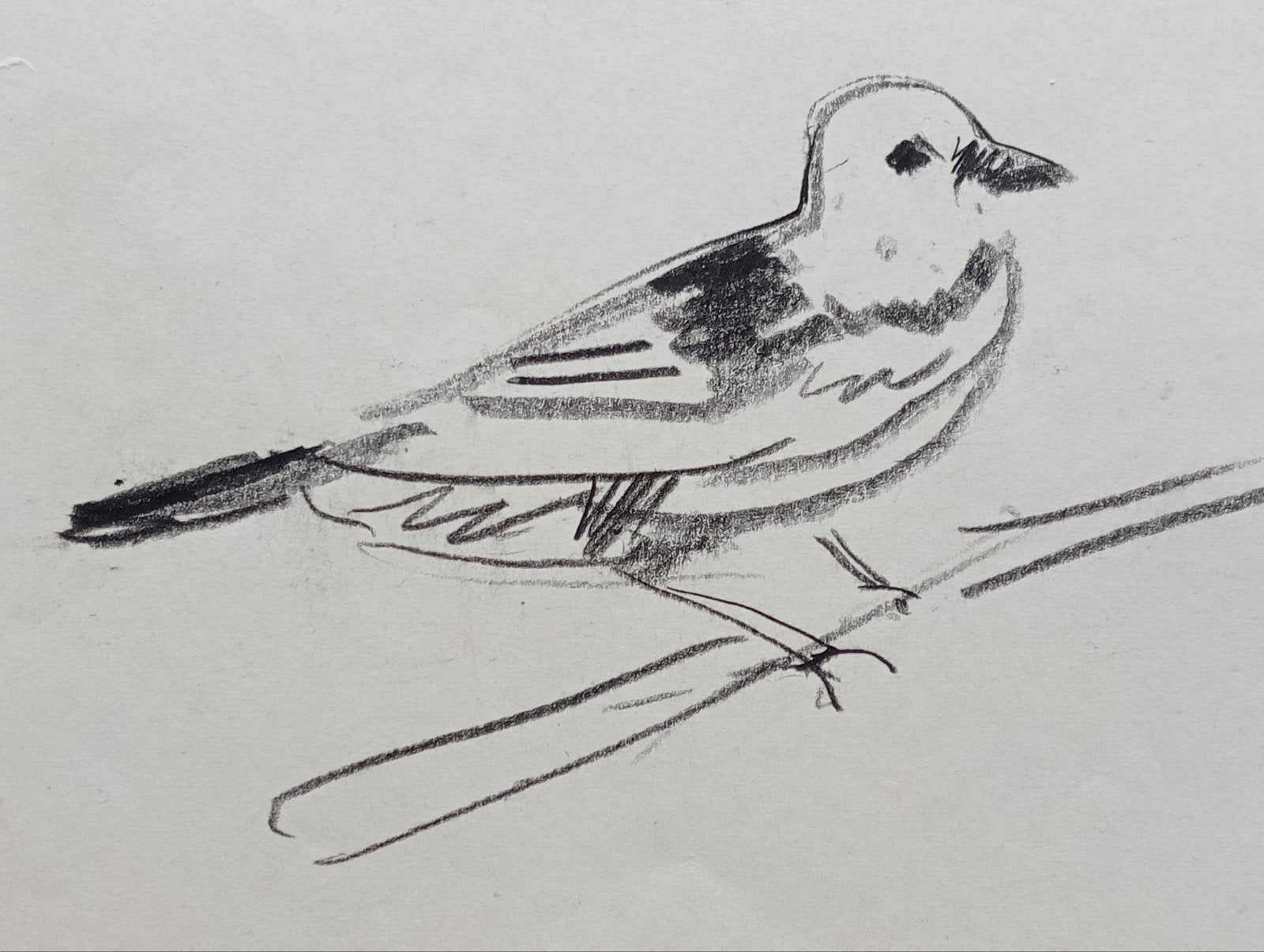 Jan Visser tekening vogels jaren 40-50 Blijdorp Rotterdam, Verzamelen, Telefoonkaarten, Ophalen of Verzenden