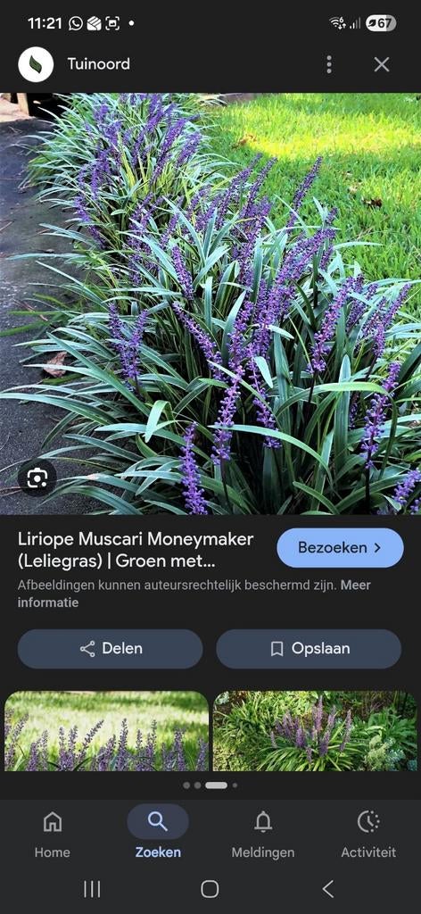 Liriope Muscari Moneymaker (Leliegras), Ophalen, Overige soorten, Volle zon