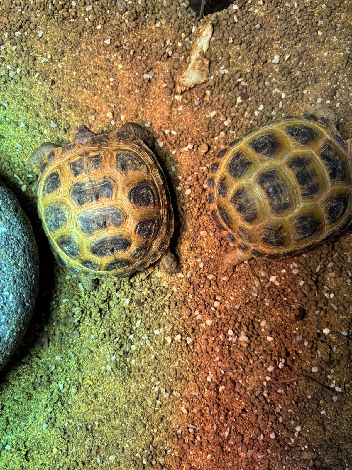 Russische vierteen schildpad Tortoise photo 3