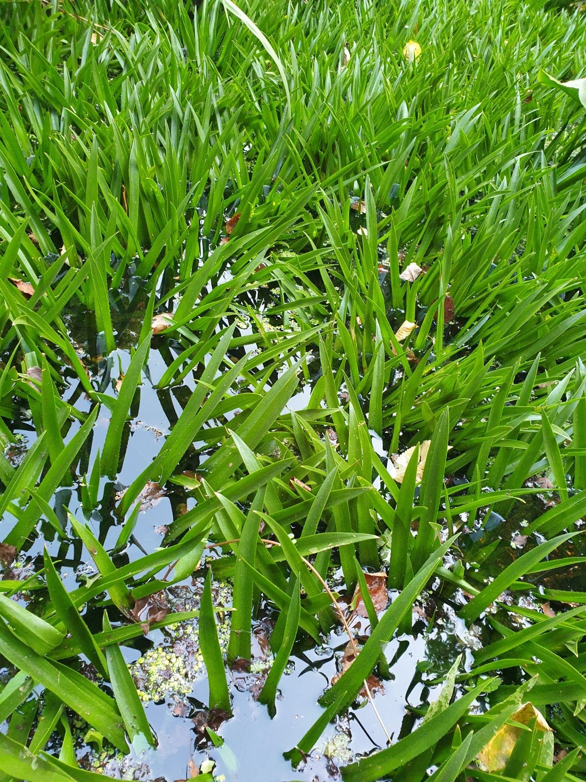 Krabbenscheer, krabbescheer, Ophalen of Verzenden, Vaste plant