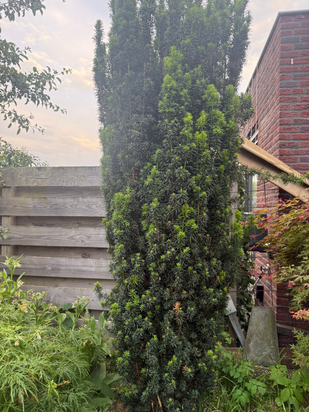 Zuiltaxus, Ophalen of Verzenden, Halfschaduw, Overige soorten