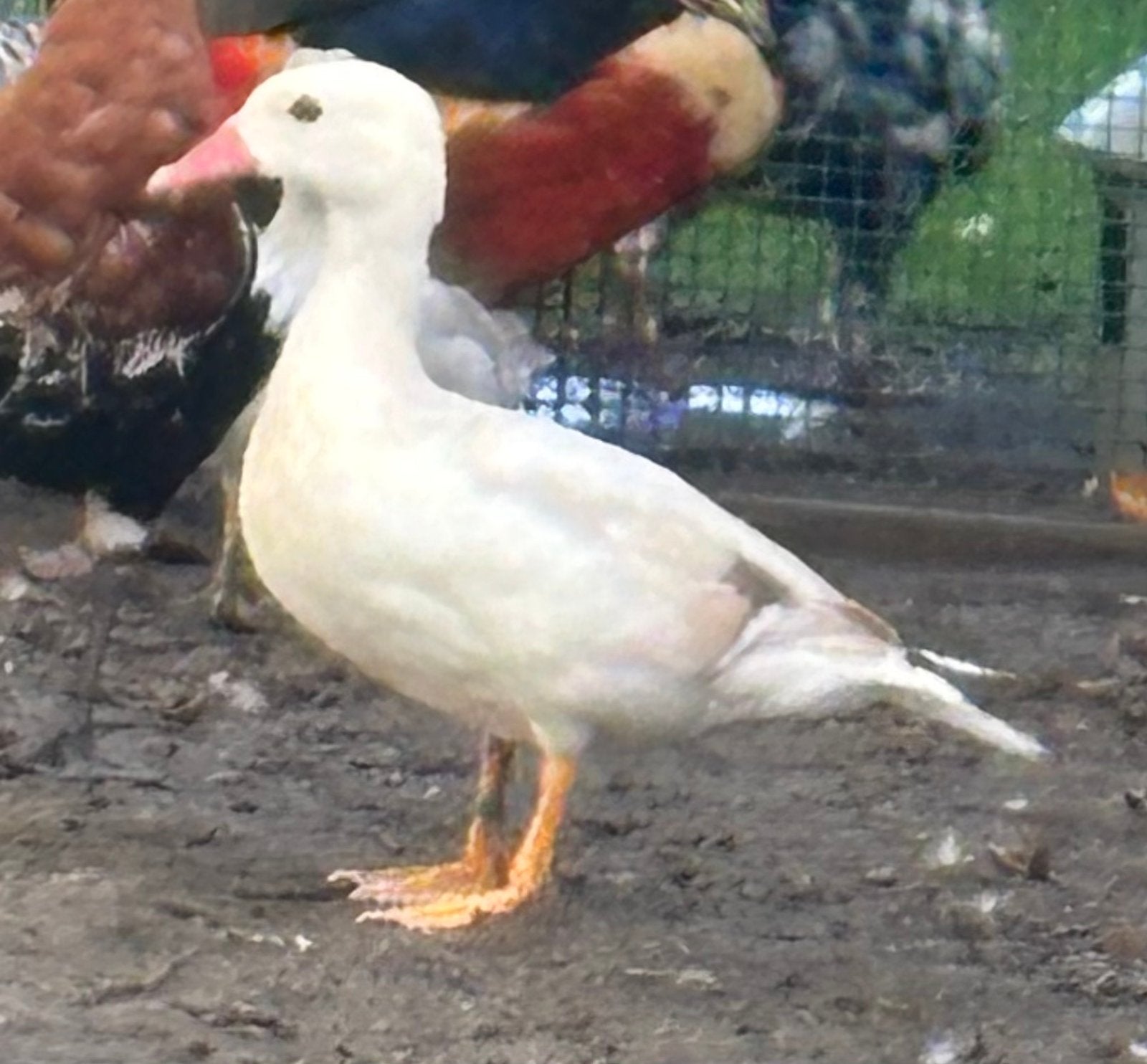 Mandarijn eenden, Dieren en Toebehoren, Meerdere dieren, Eend