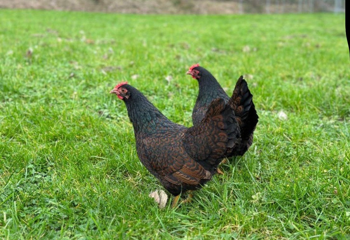 Barnevelder krielen 2025 1-3, Meerdere dieren, Kip