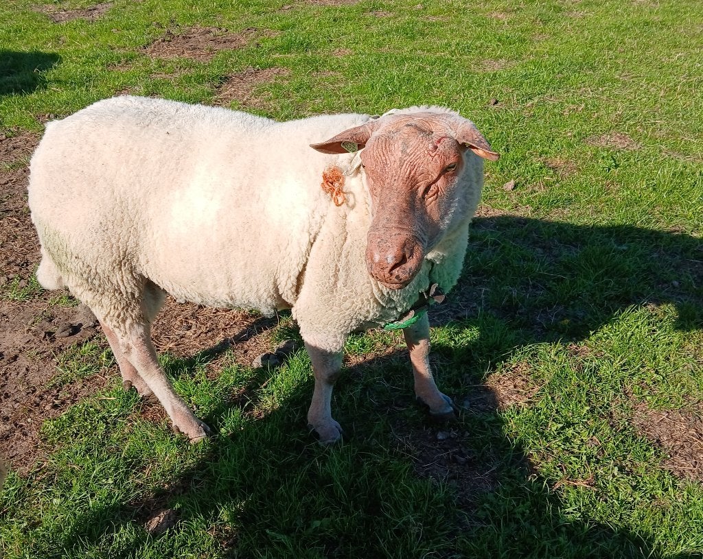Rouge dekram, Dieren en Toebehoren, Mannelijk, Schaap, 3 tot 5 jaar