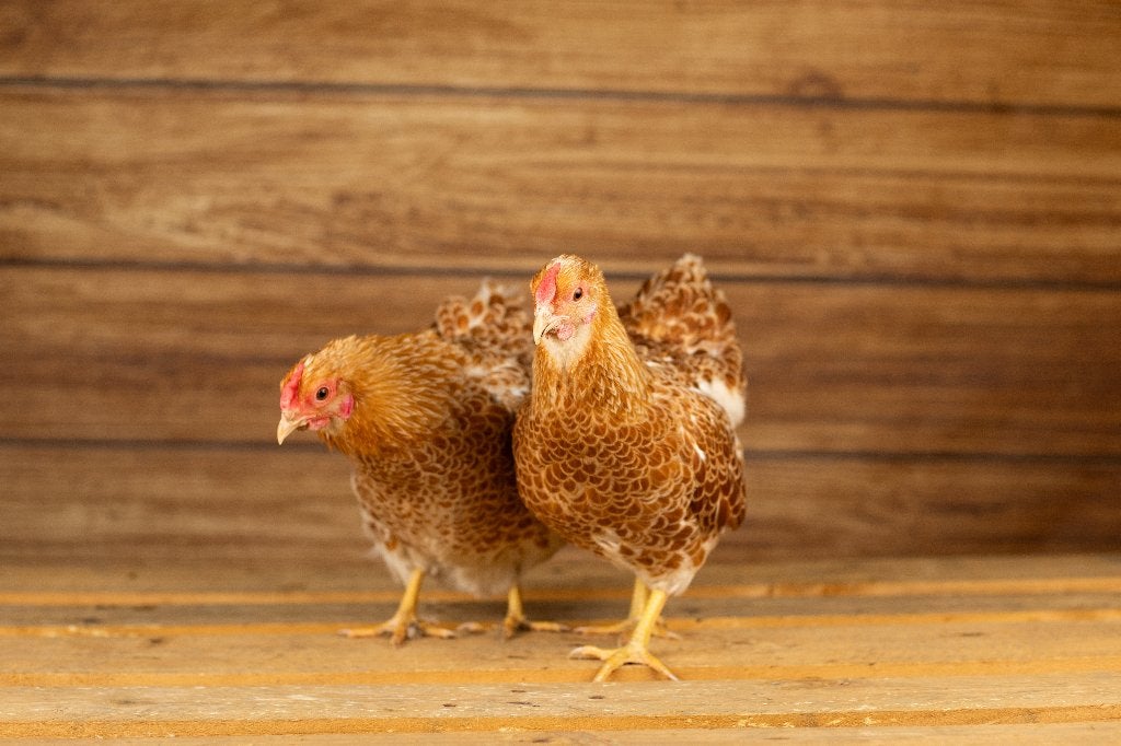 Wyandotte kriel | Rustige kip | Passend advies, Dieren en Toebehoren, Pluimvee, Vrouwelijk, Kip