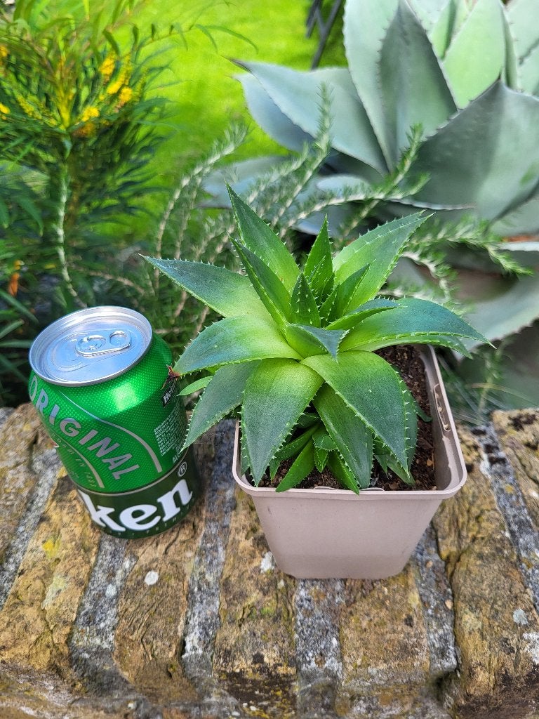 Aloe polyphylla X Aloe aristata, Volle zon, Vaste plant, Zomer, Ophalen
