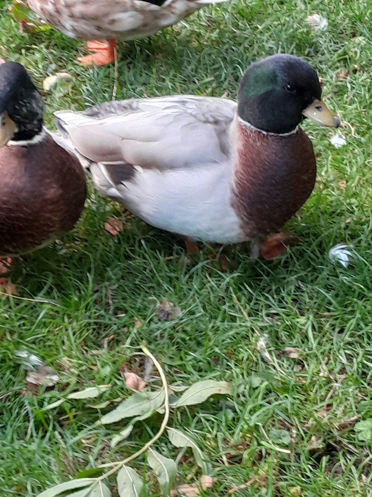 3 mooie kwakerwoerdjes, Mannelijk