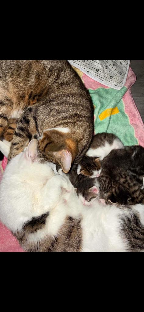 Kittens, Dieren en Toebehoren, Meerdere dieren