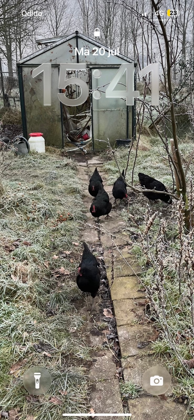 Australorp hennen gezocht, Dieren en Toebehoren, Pluimvee, Vrouwelijk, Kip