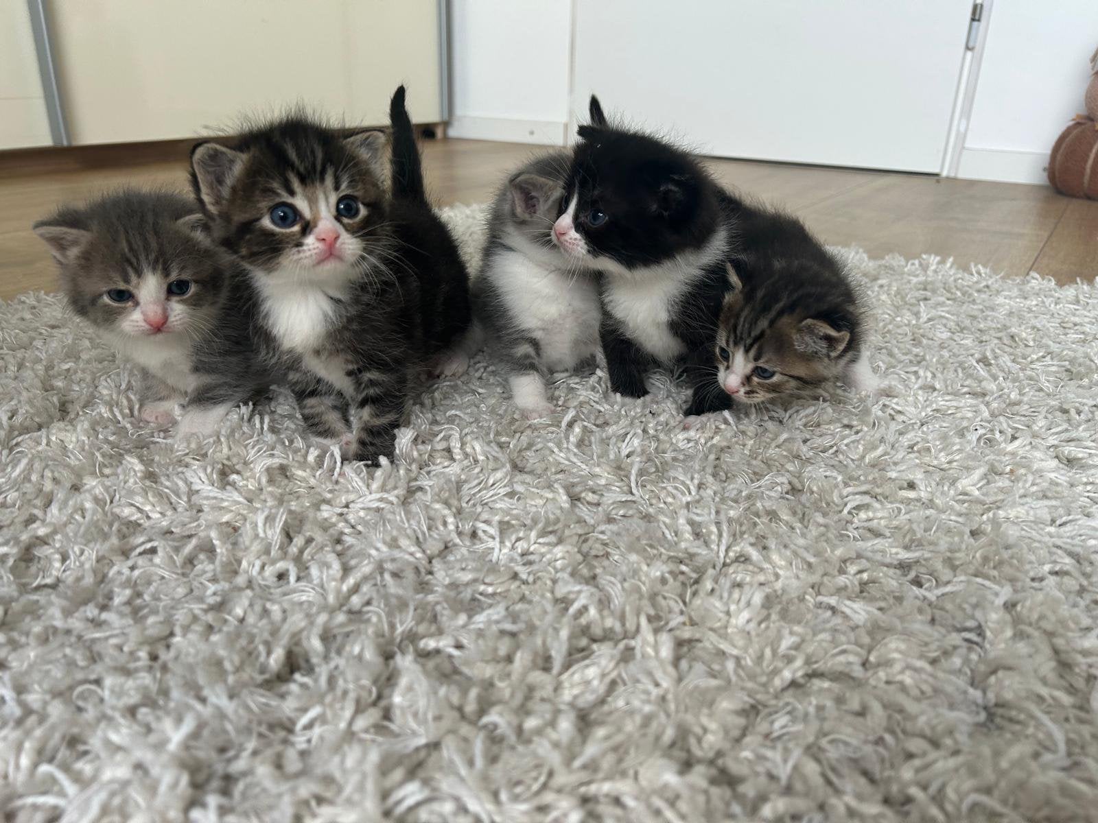 Gelegenheidsnestje ragdoll-kruising, Meerdere dieren, Ingeënt