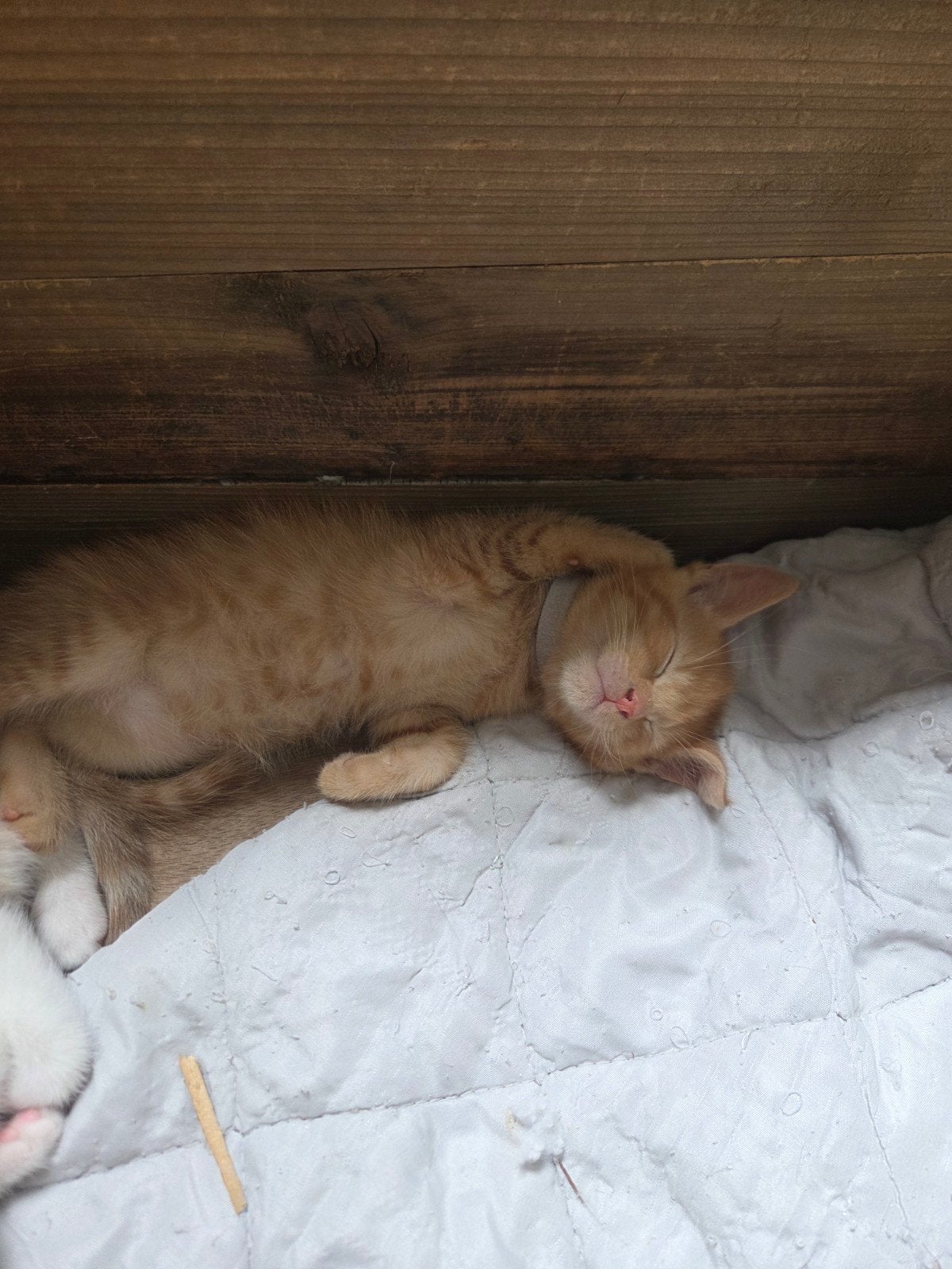 kittens mogen 17 september verhuizen, Meerdere dieren, Kortharig, 0 tot 2 jaar