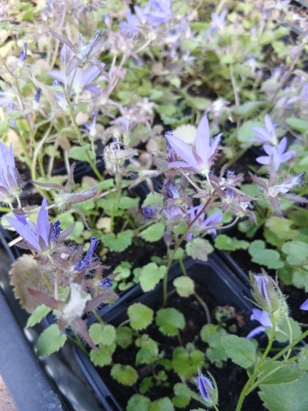 Klokjesbloem -  Vaste Plant voor uw Tuin, Ophalen, Halfschaduw