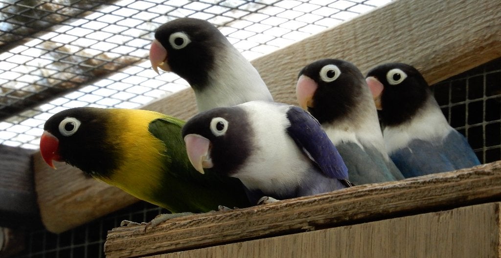 Dwergpapegaaitjes (Agapornis Personata), Geslacht onbekend, Dwergpapegaai of Agapornis, Geringd