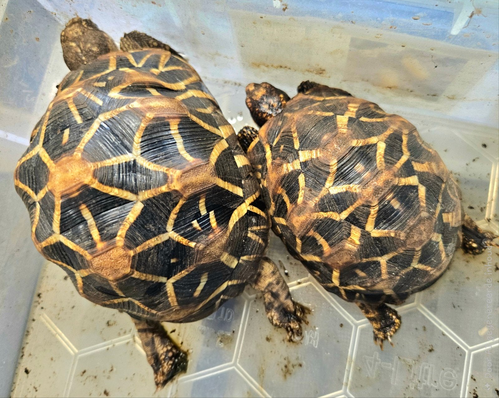 Geochelone elegans – 2022 – zeer waarschijnlijk vrouw, Dieren en Toebehoren, Schildpad, Tam, 3 tot 6 jaar