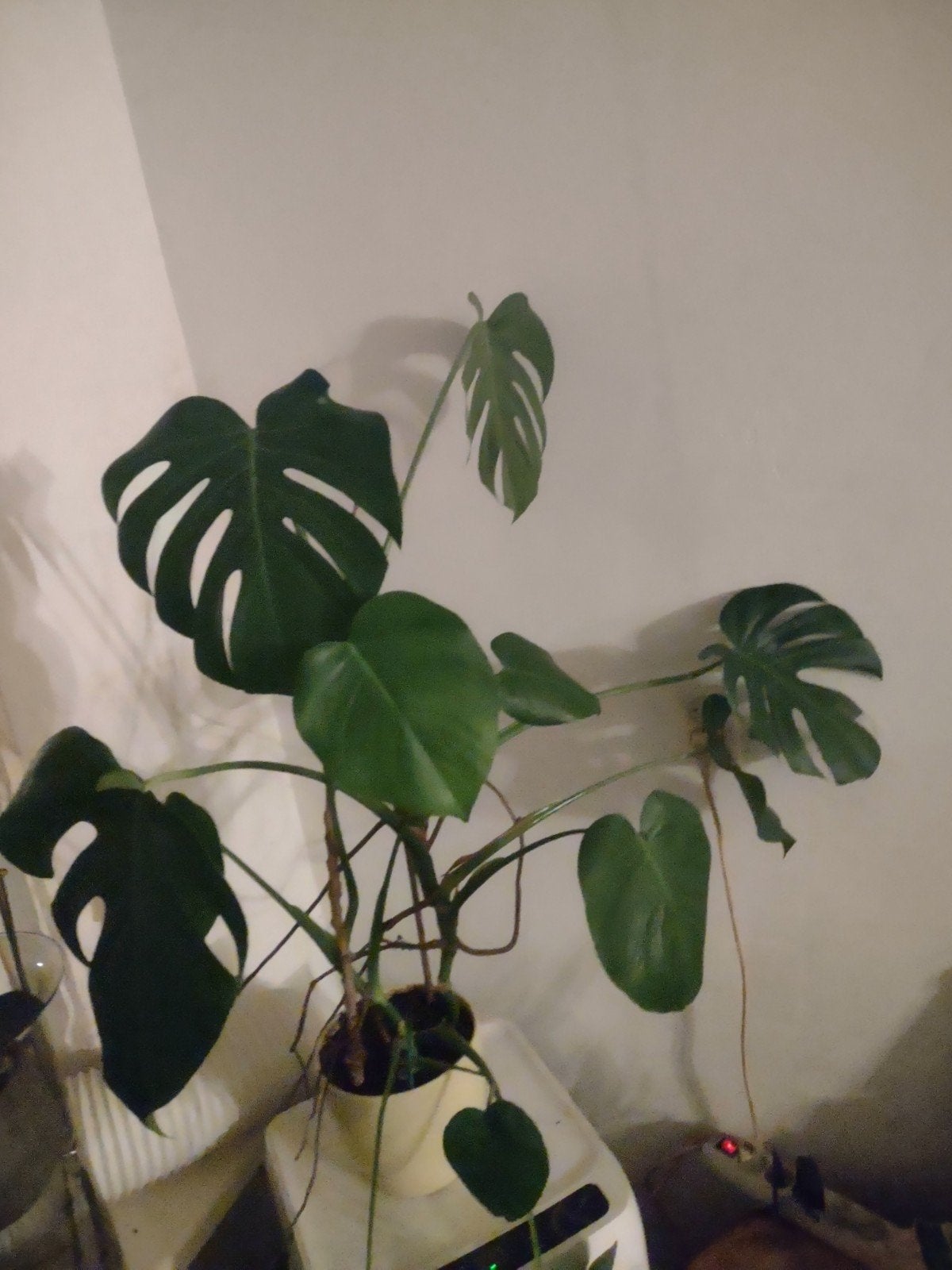 Grote Monstera Deliciosa - Kamerplant, Huis en Inrichting, Ophalen, 100 tot 150 cm, Overige soorten, Halfschaduw