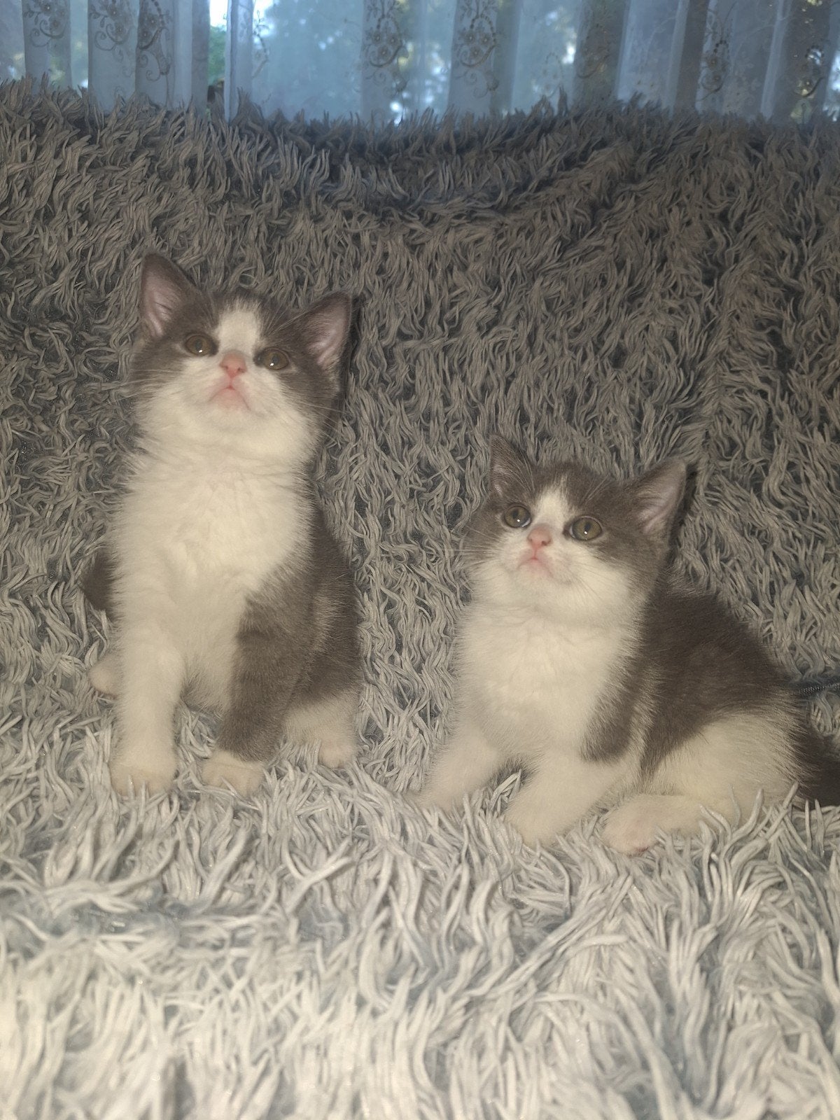 Onze brit heeft kittens over 3 weken mogen we verhuizen, Meerdere dieren, Ontwormd, 0 tot 2 jaar