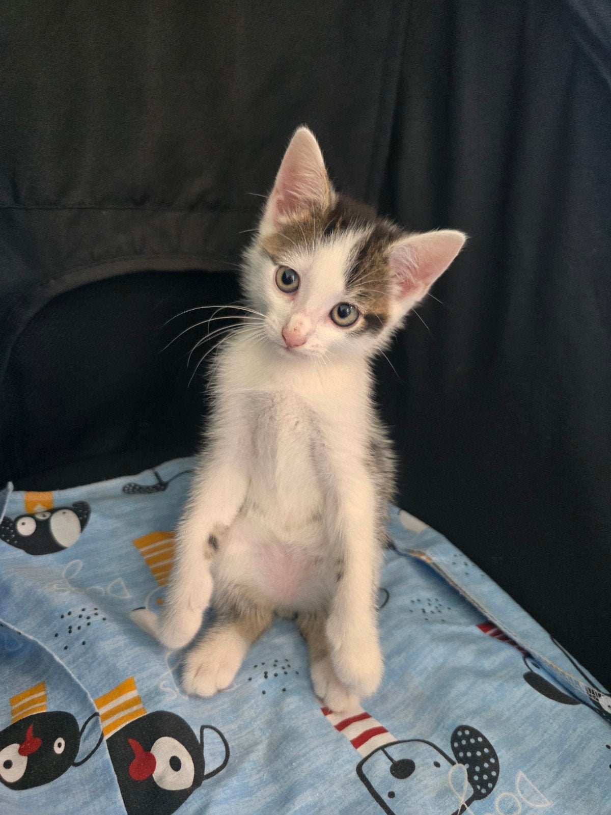 Kitten zoekt een goed thuis, Dieren en Toebehoren, Kater