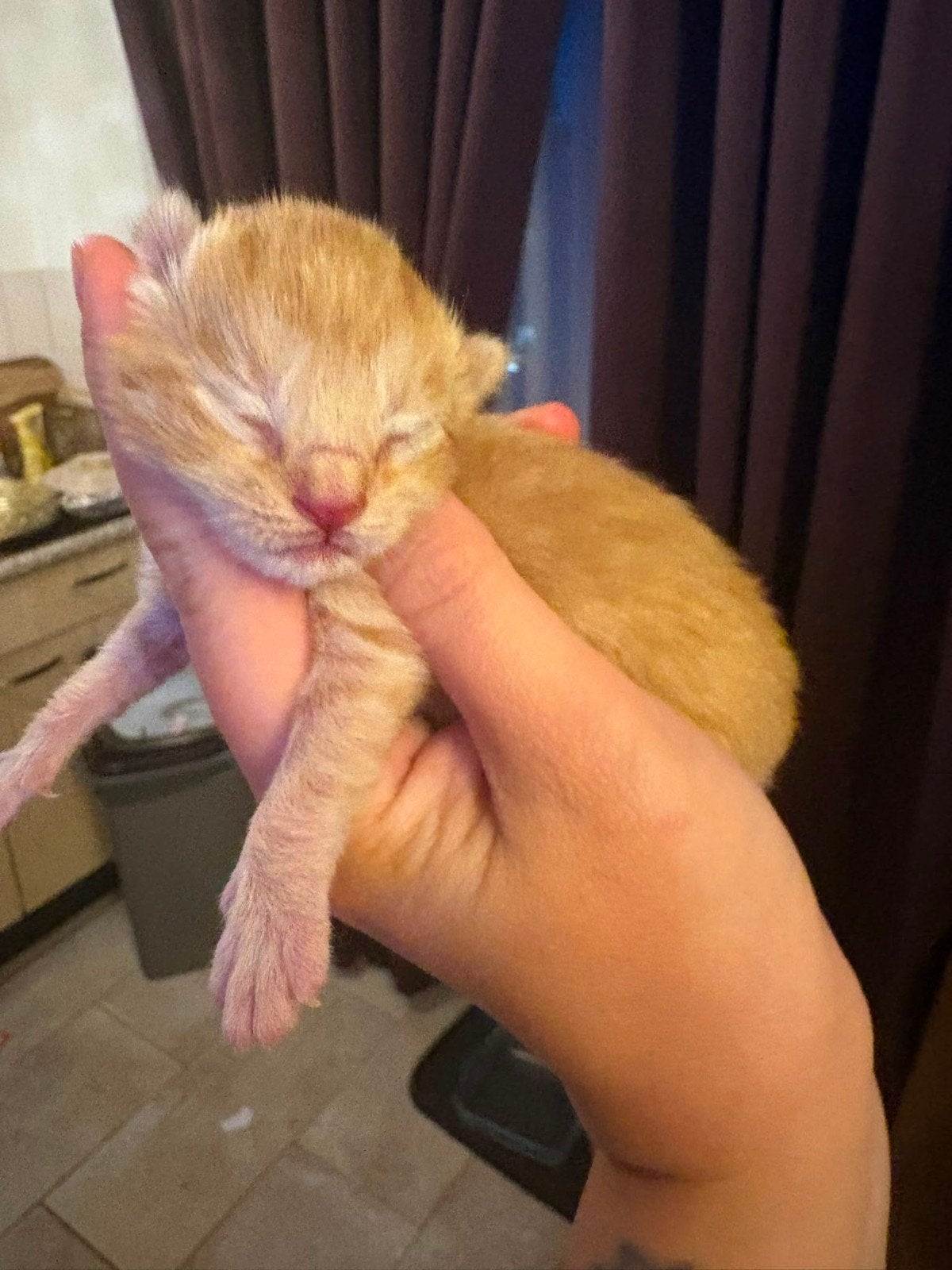 Kittens, Dieren en Toebehoren, Katten en Kittens | Overige Katten, Meerdere dieren