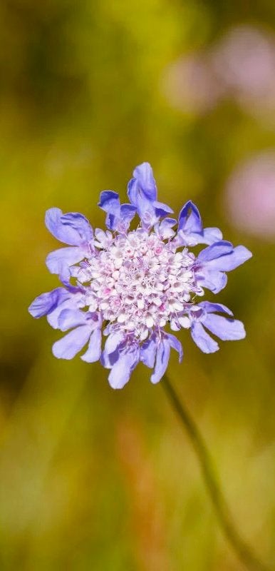 Duifkruid (Inheems) - Zaden uit eigen gifvrije tuin, Ophalen of Verzenden, Najaar, Volle zon, Zaad